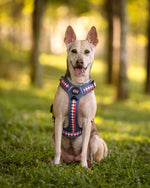 Dog wearing a harness sitting on grass with trees in the background