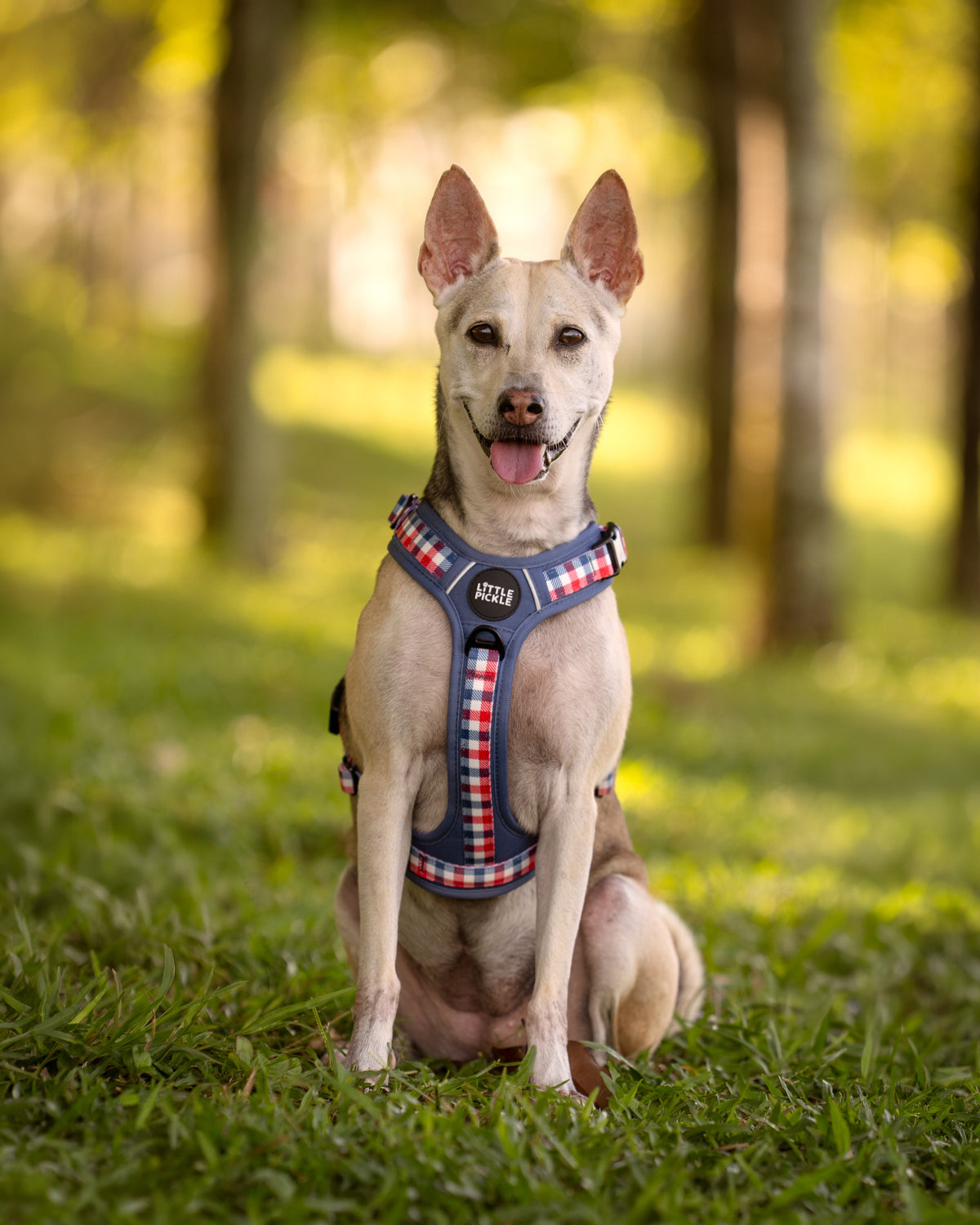 Dog wearing a harness sitting on grass with trees in the background