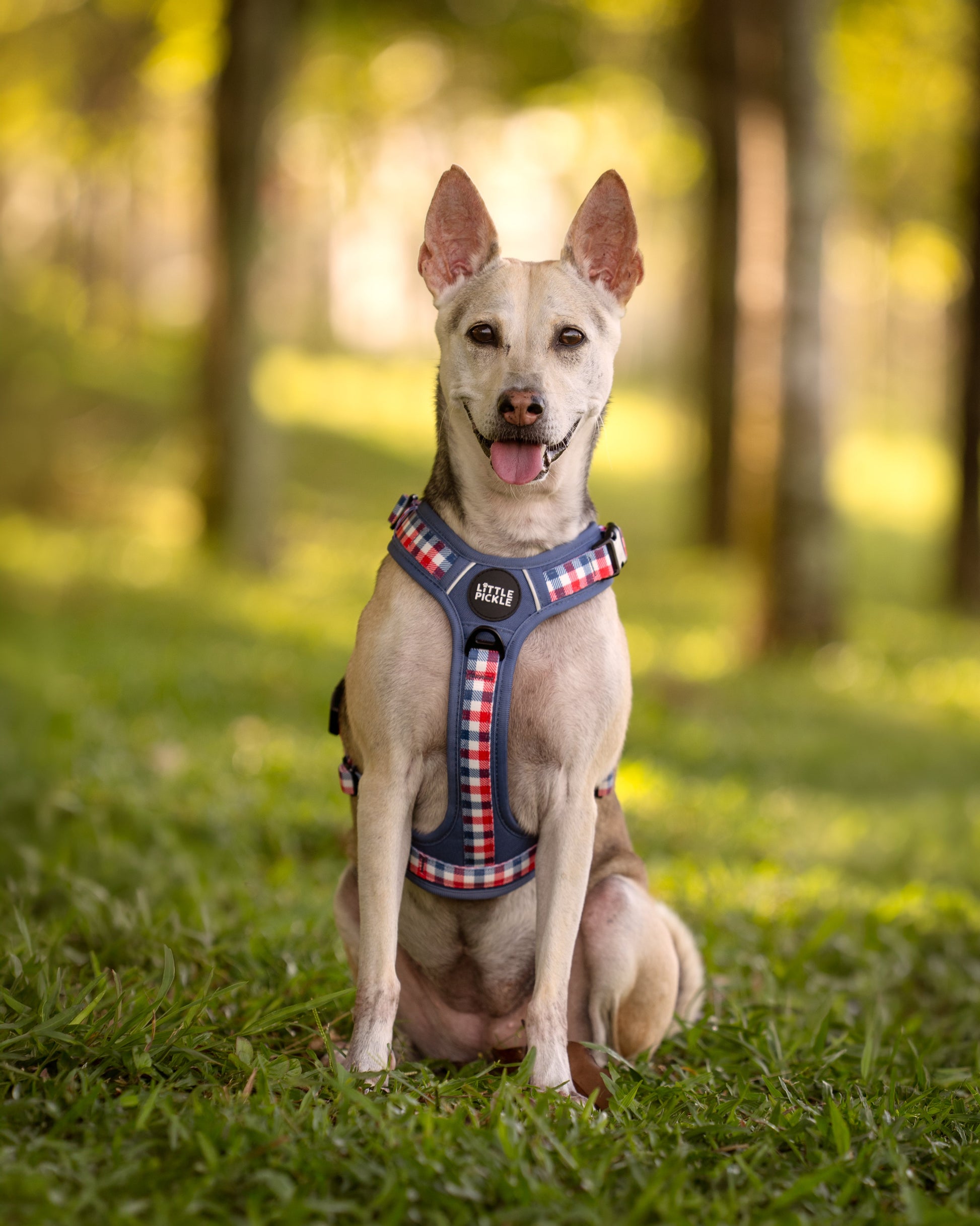 Dog wearing a harness sitting on grass with trees in the background