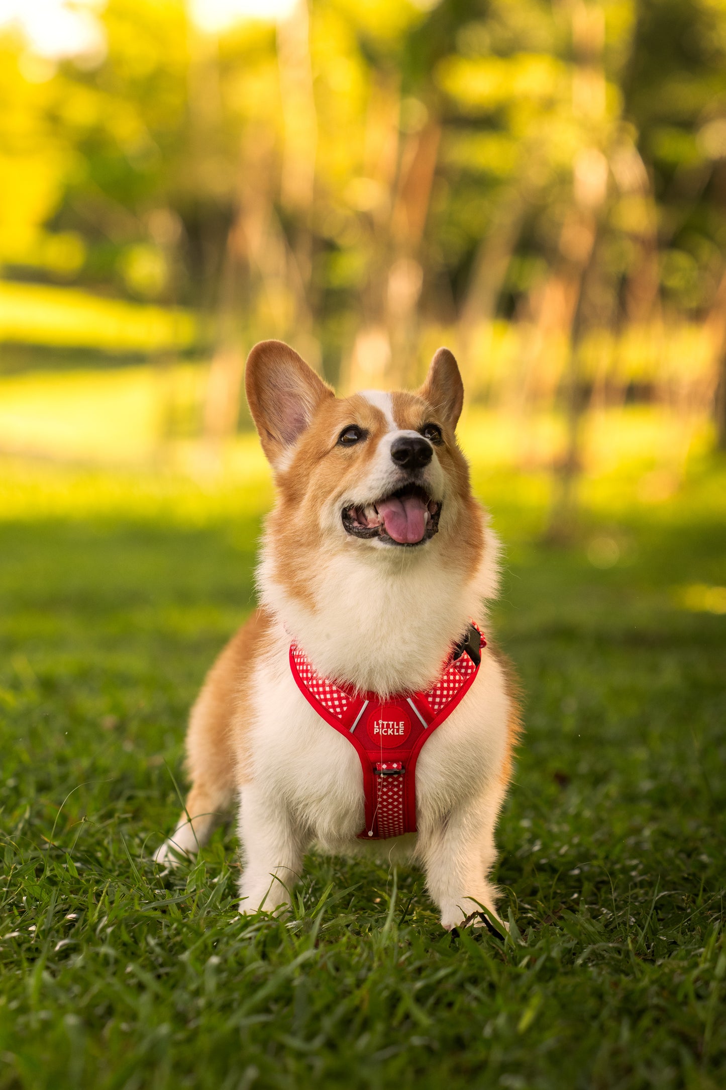 Waypoint Active Harness in Picnic Red Gingham
