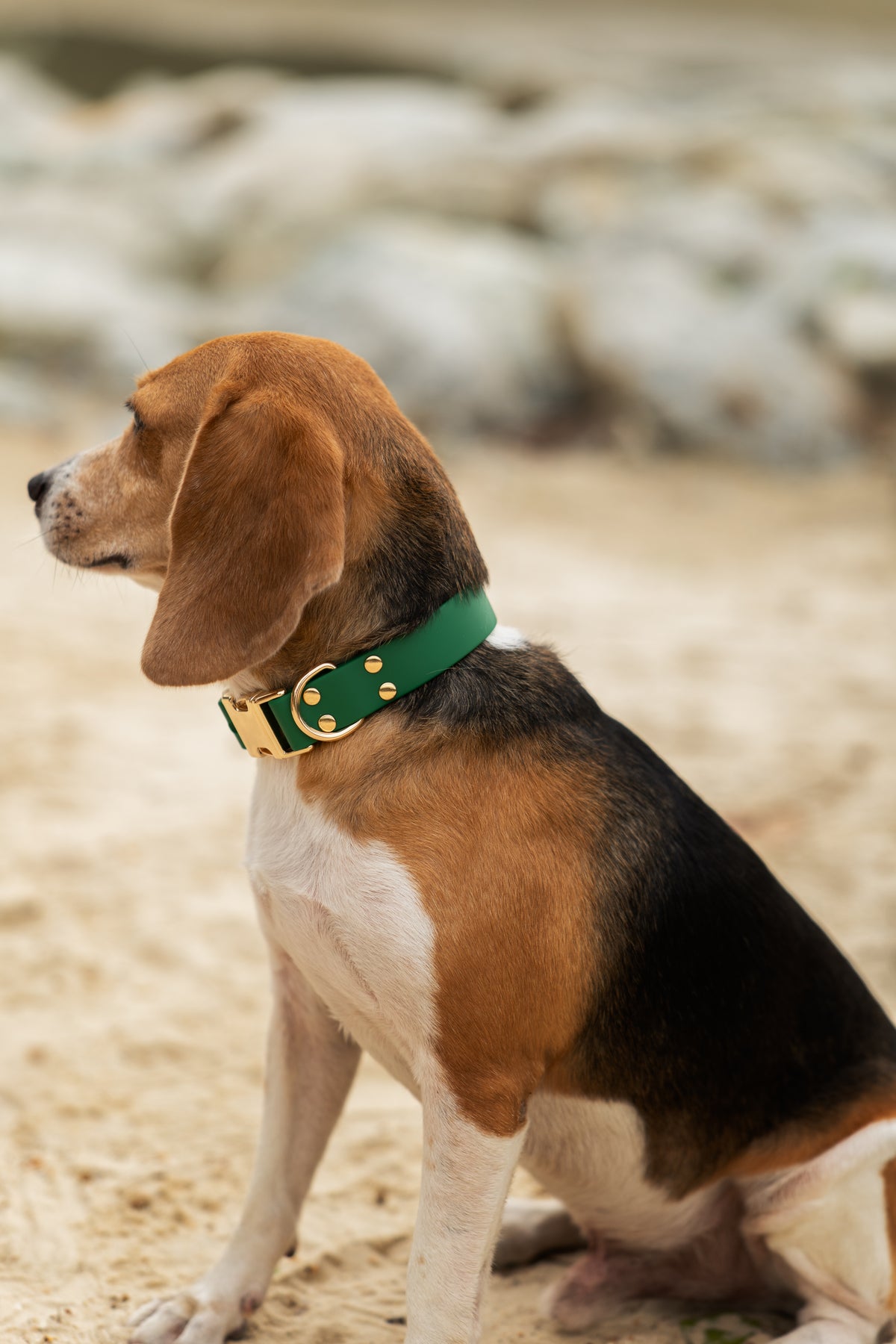 A beagle dog sitting on sandy ground wearing a green collar with gold hardware, with a blurred rocky background.