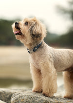 A small beige poodle wearing a dark blue collar with silver hardware, standing on a rock in an outdoor setting with a blurred background.