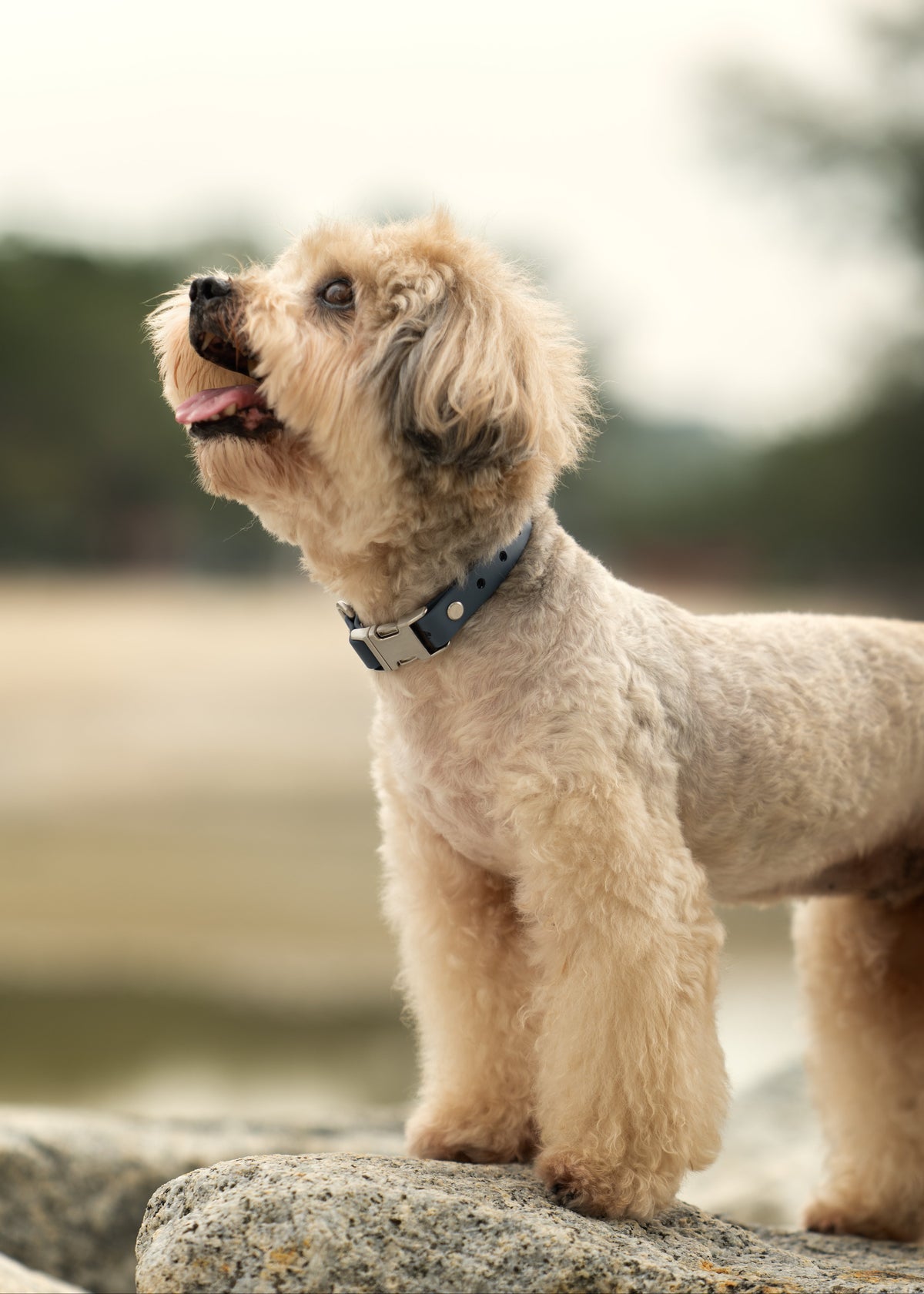 A small beige poodle wearing a dark blue collar with silver hardware, standing on a rock in an outdoor setting with a blurred background.