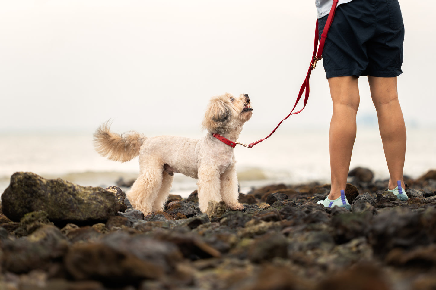 Ripply Waterproof Collar in Royale Red