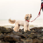 A small cream-colored dog wearing a red collar and leash stands on a rocky beach while a person in dark shorts holds the red leash. The background shows a soft-focus ocean and sky.