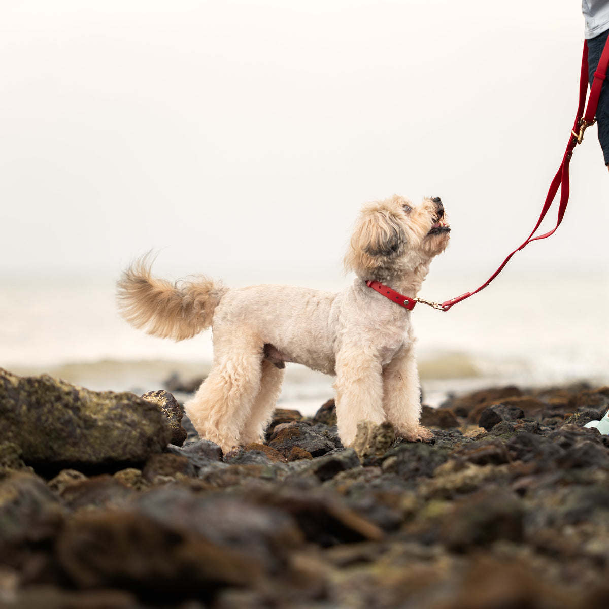 A small cream-colored dog wearing a red collar and leash stands on a rocky beach while a person in dark shorts holds the red leash. The background shows a soft-focus ocean and sky.