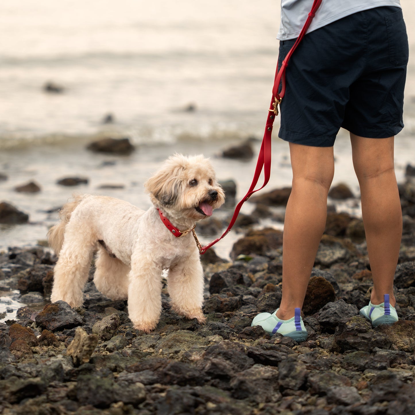A small fluffy cream-colored dog wearing a red collar and leash stands on a rocky beach next to a person wearing dark shorts and light blue water shoes, with the ocean in the background.