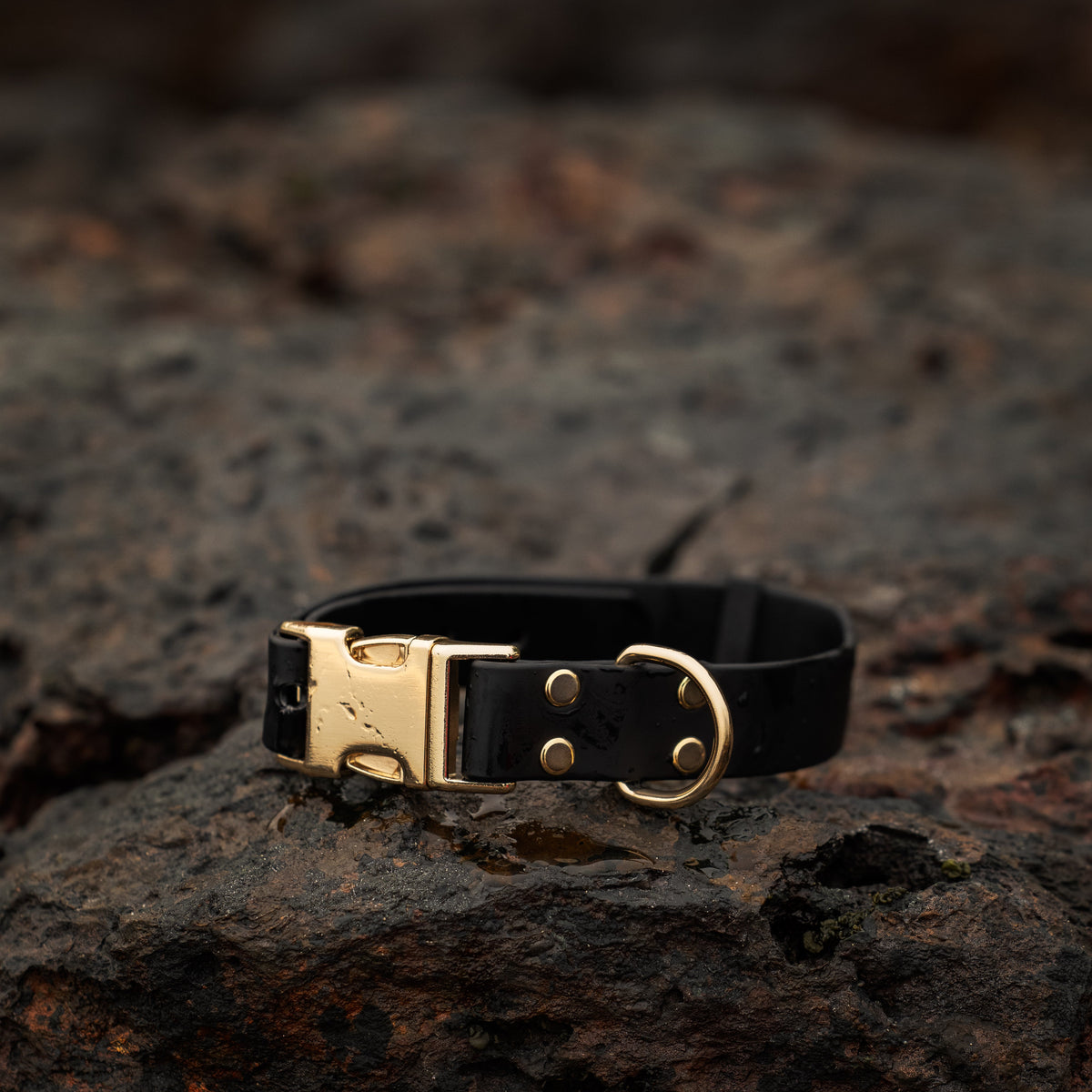 A black pvc dog collar with a gold-tone metal buckle and hardware, resting on a dark, textured rock.