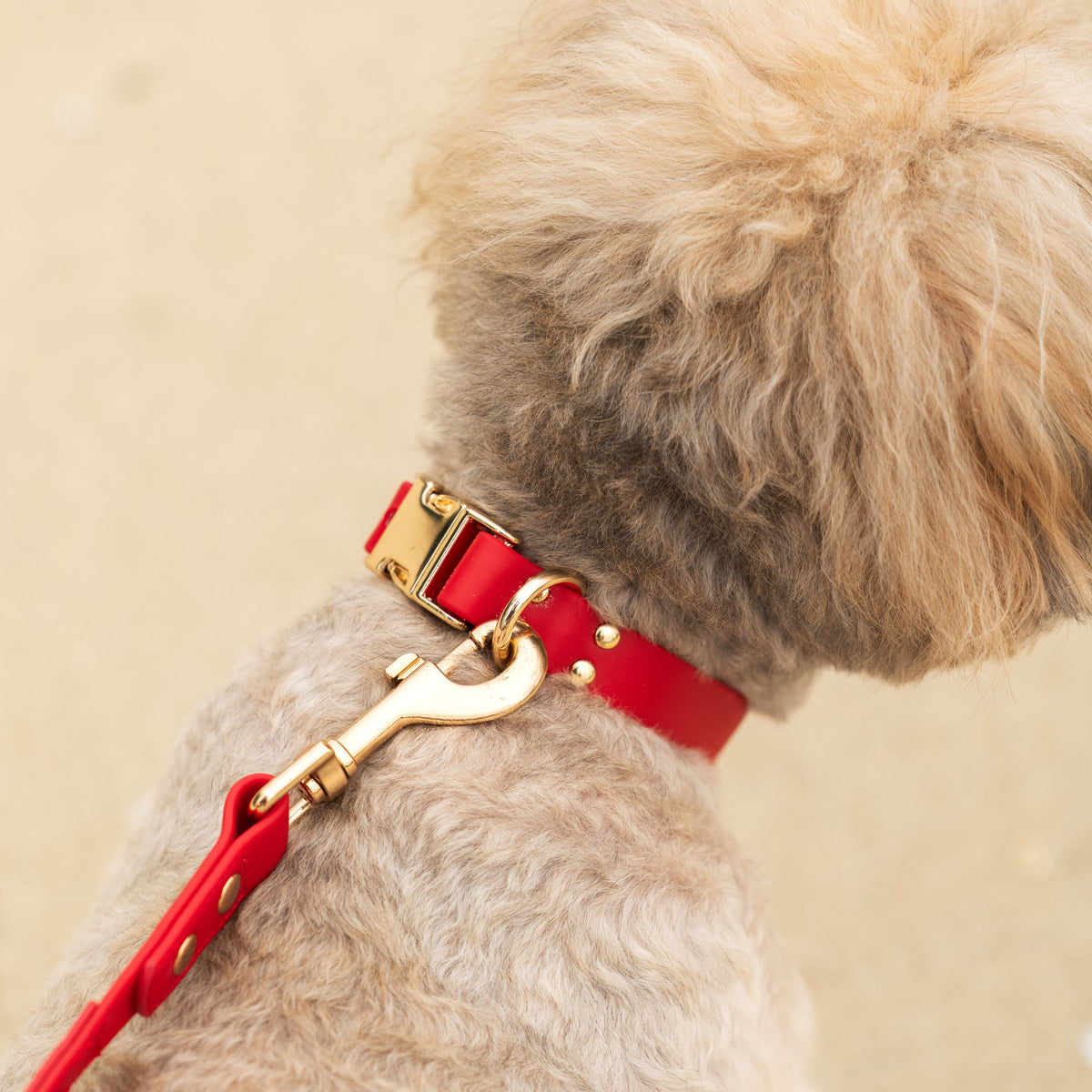 A close-up shot of a fluffy light beige dog wearing a bright red collar with gold-tone hardware and a matching red leash, set against a soft, warm beige background.