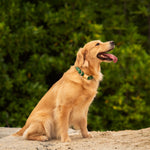 A golden retriever dog sitting on a sandy surface with a lush green forest background, wearing a green collar.