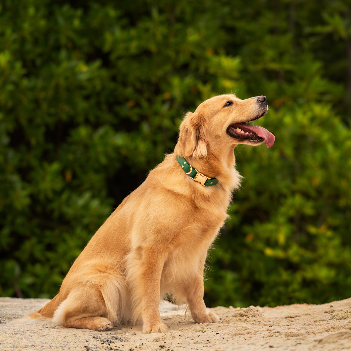 A golden retriever dog sitting on a sandy surface with a lush green forest background, wearing a green collar.