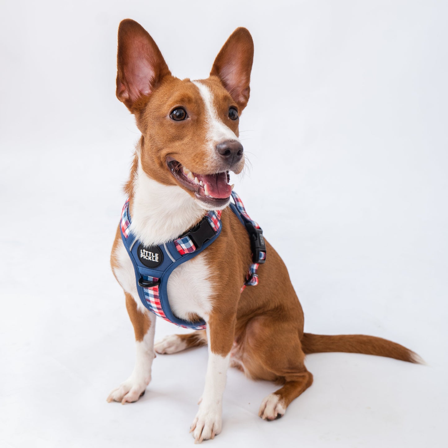 A brown and white dog sitting on a white studio background, wearing a blue patriotic-themed harness with red, white, and blue patterned straps.