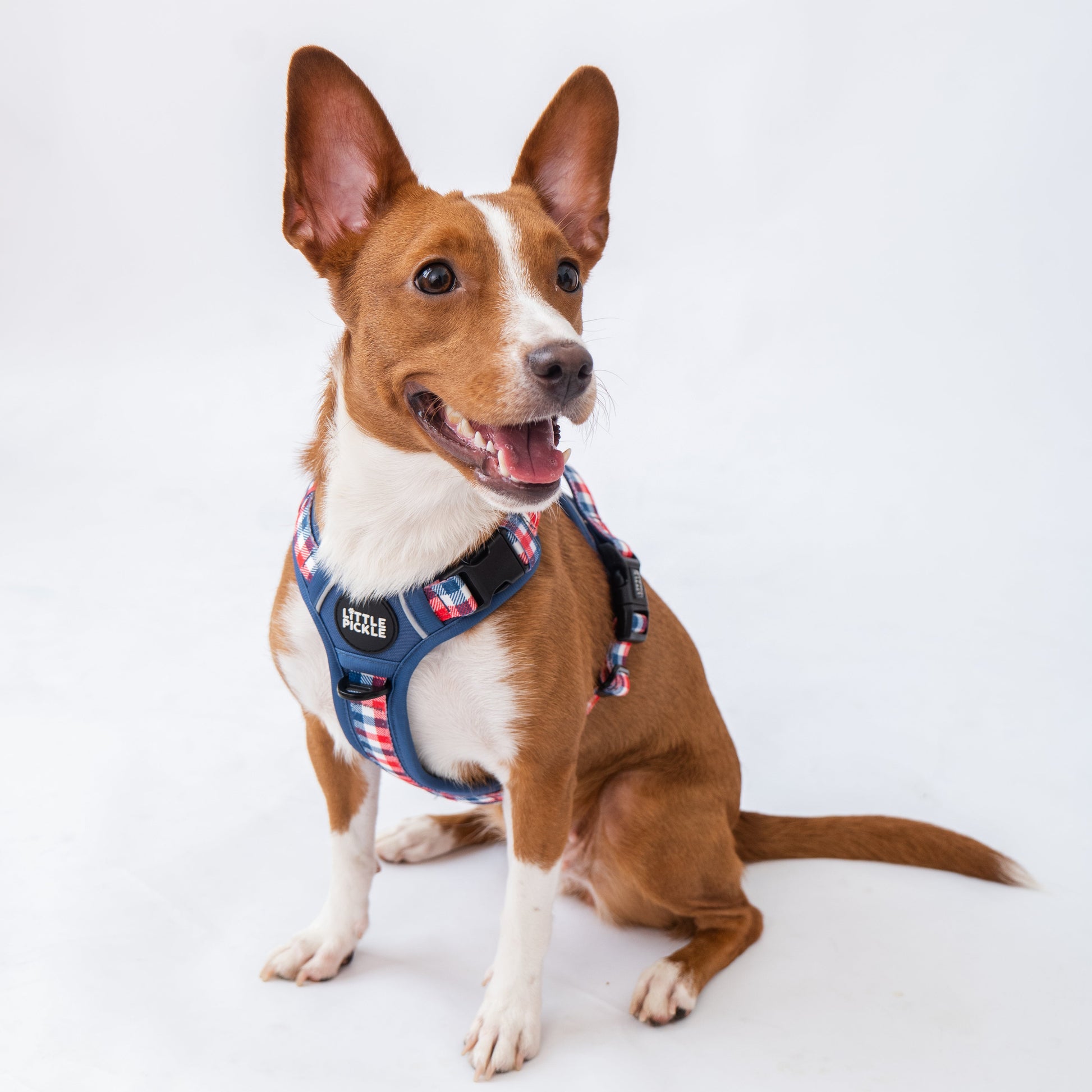 A brown and white dog sitting on a white studio background, wearing a blue patriotic-themed harness with red, white, and blue patterned straps.