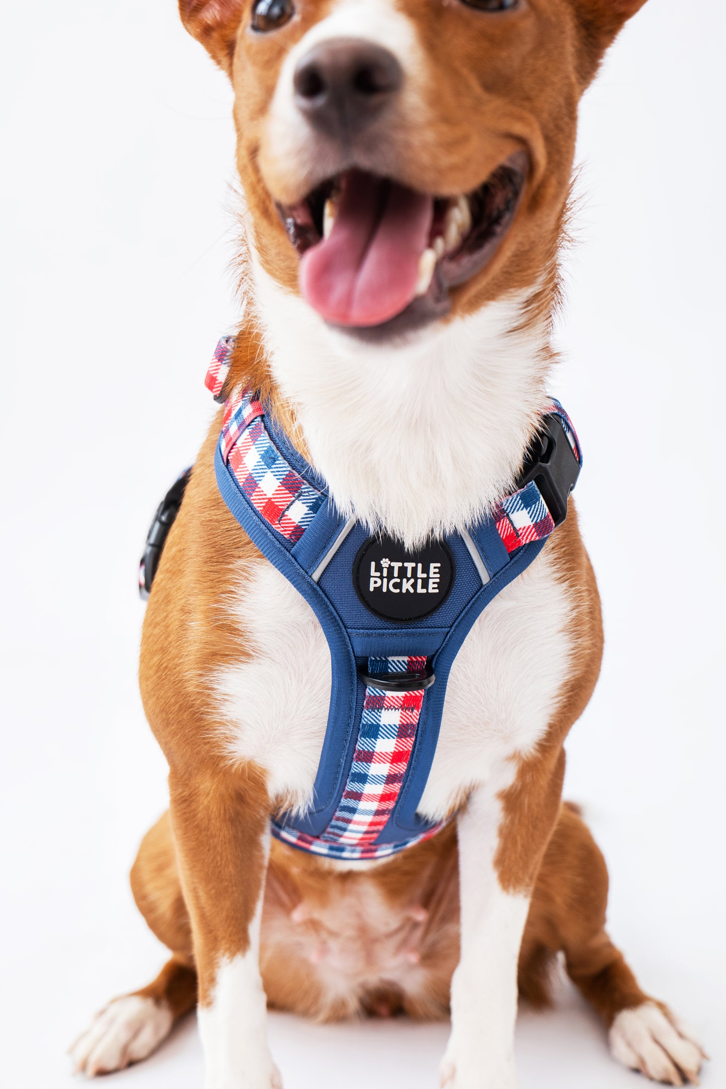A brown and white dog wearing a red, white, and blue plaid harness with a black central patch that reads 'LITTLE PICKLE', photographed against a clean white background.
