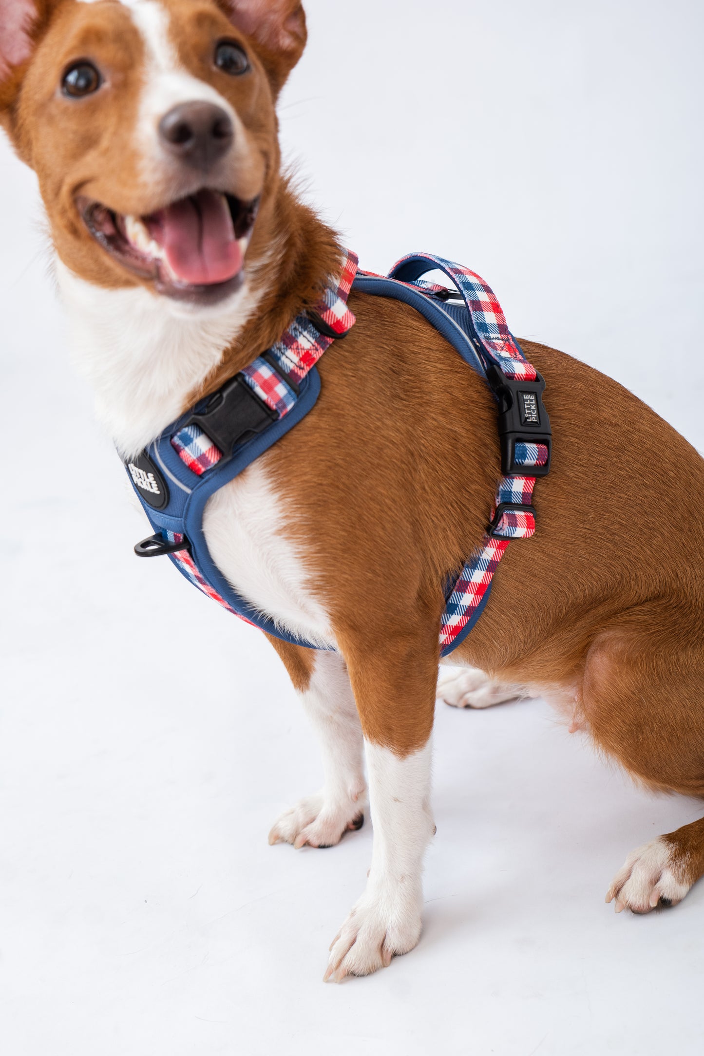 A brown and white dog wearing a blue harness with red, white, and blue plaid straps, photographed against a clean white studio background.