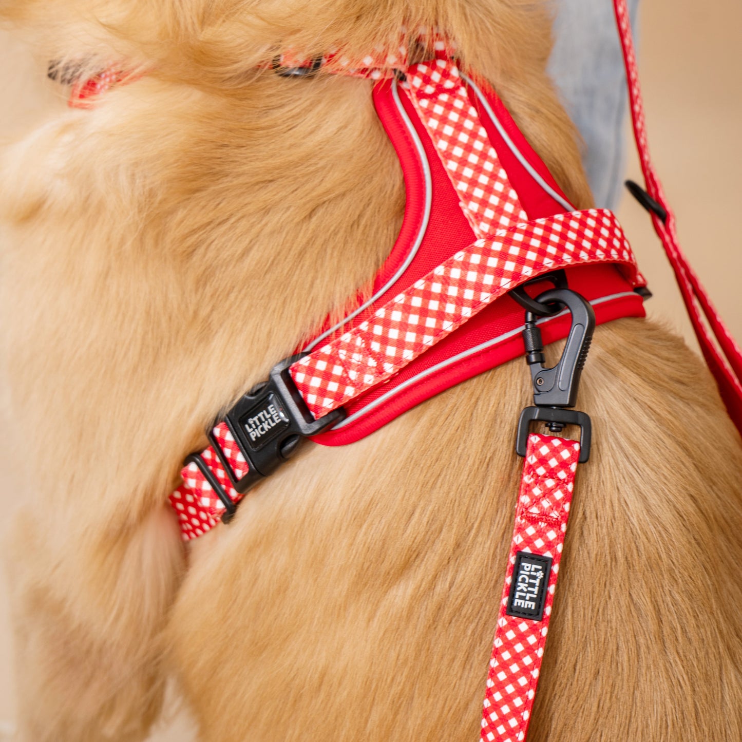A close-up of a golden retriever wearing a red and white gingham harness with black plastic buckles, while a person holds the attached red leash.
