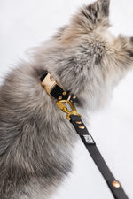 A close-up of a fluffy gray and cream dog wearing a black pvc dog collar with gold hardware and a matching black leash strap against a white background.