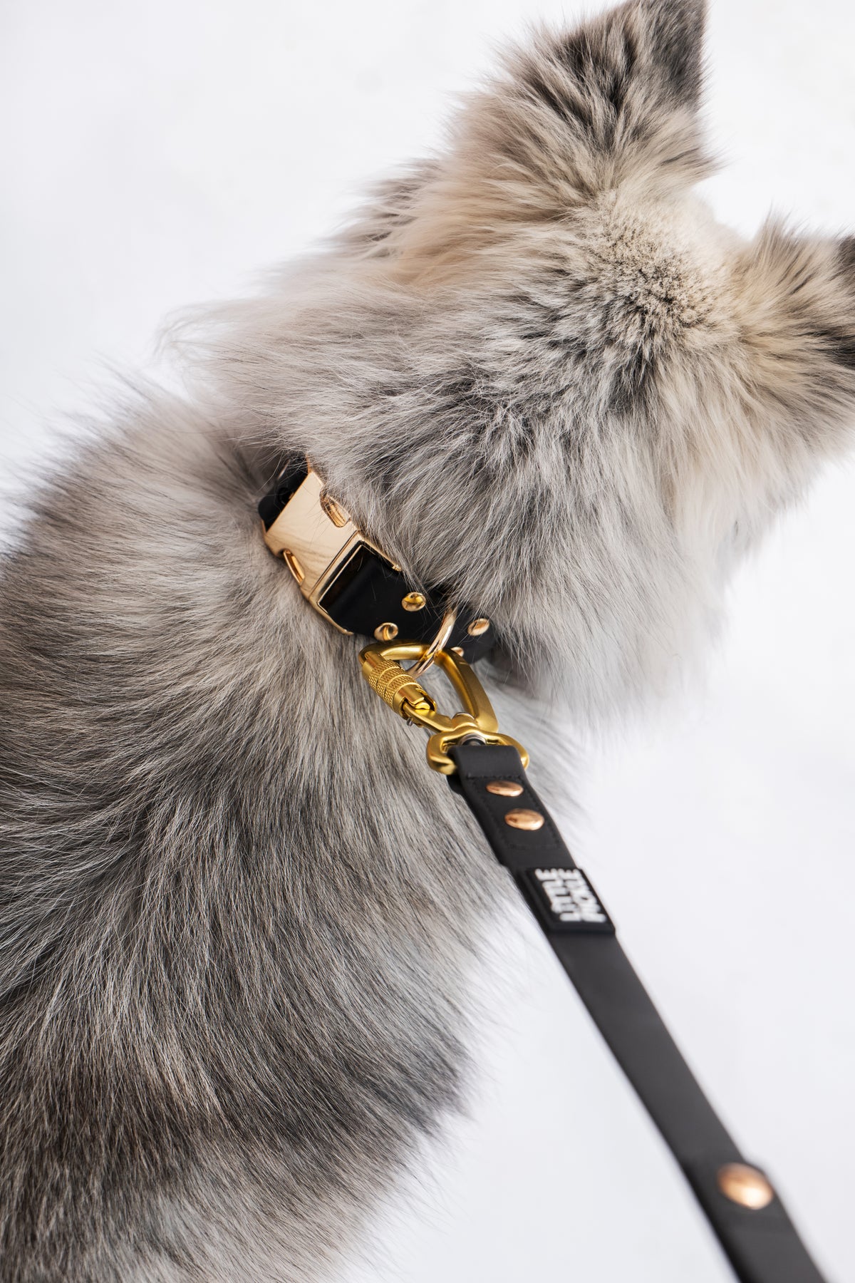 A close-up of a fluffy gray and cream dog wearing a black pvc dog collar with gold hardware and a matching black leash strap against a white background.
