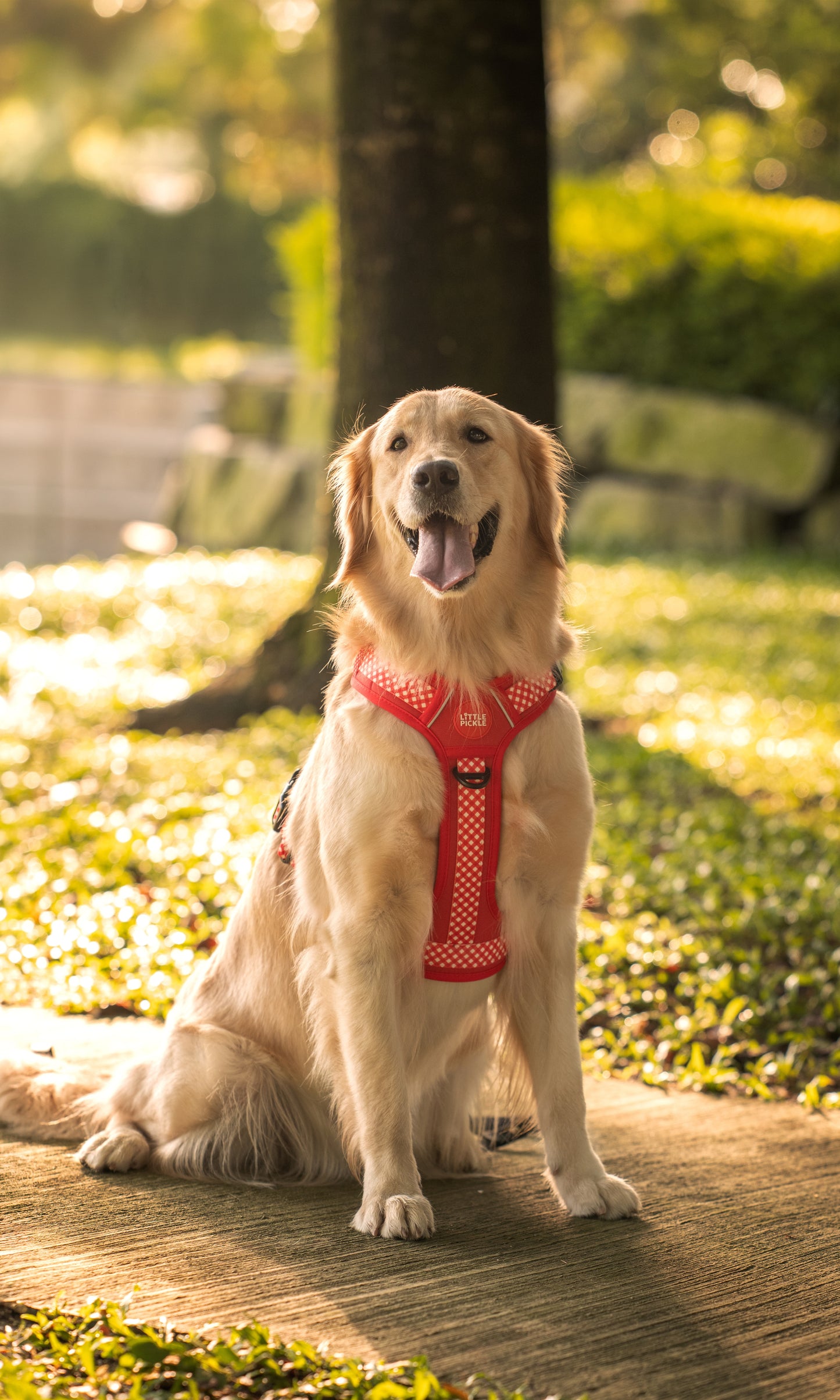Waypoint Active Harness in Picnic Red Gingham