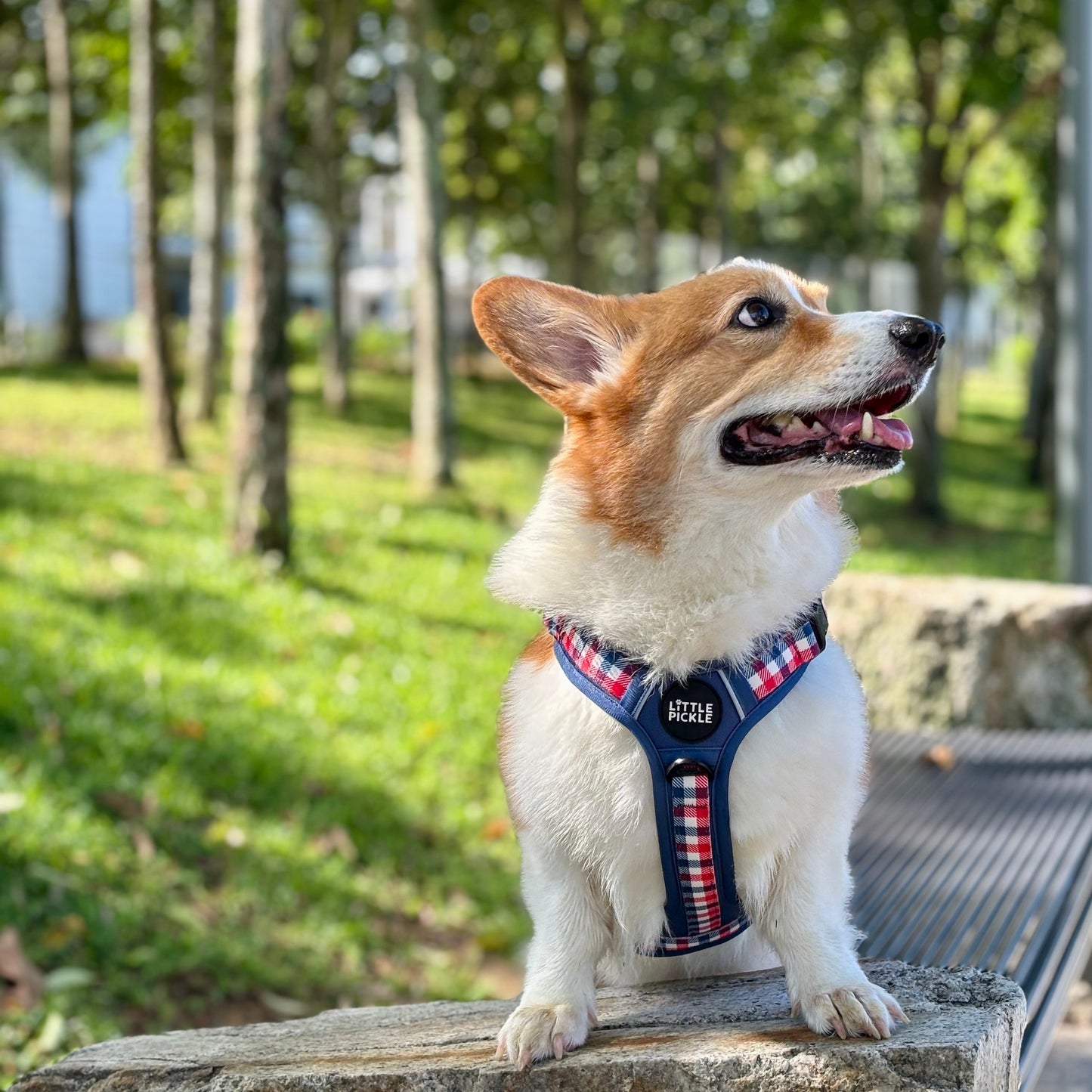 Waypoint Active Harness in Navy Blue Plaid