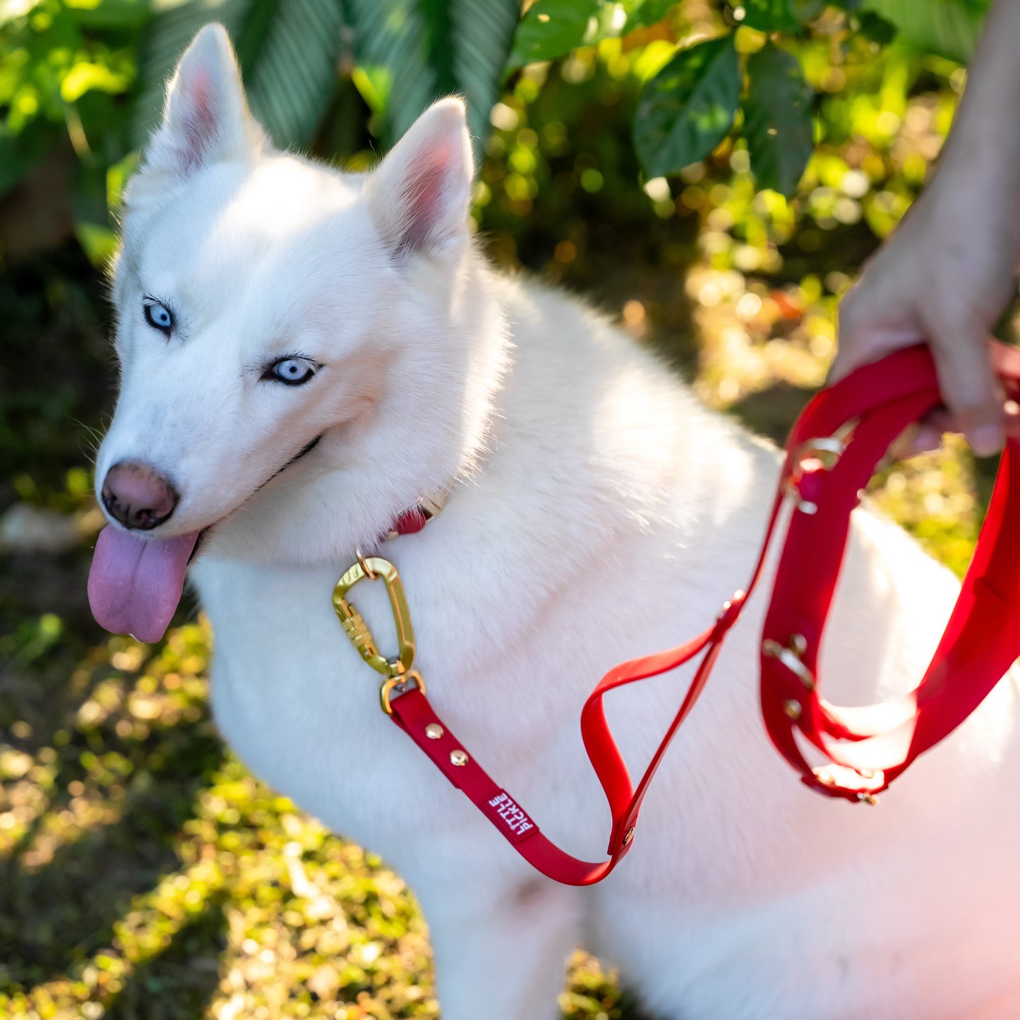 Ripply MaX Hands-Free Waterproof Multiway Leash in Royale Red