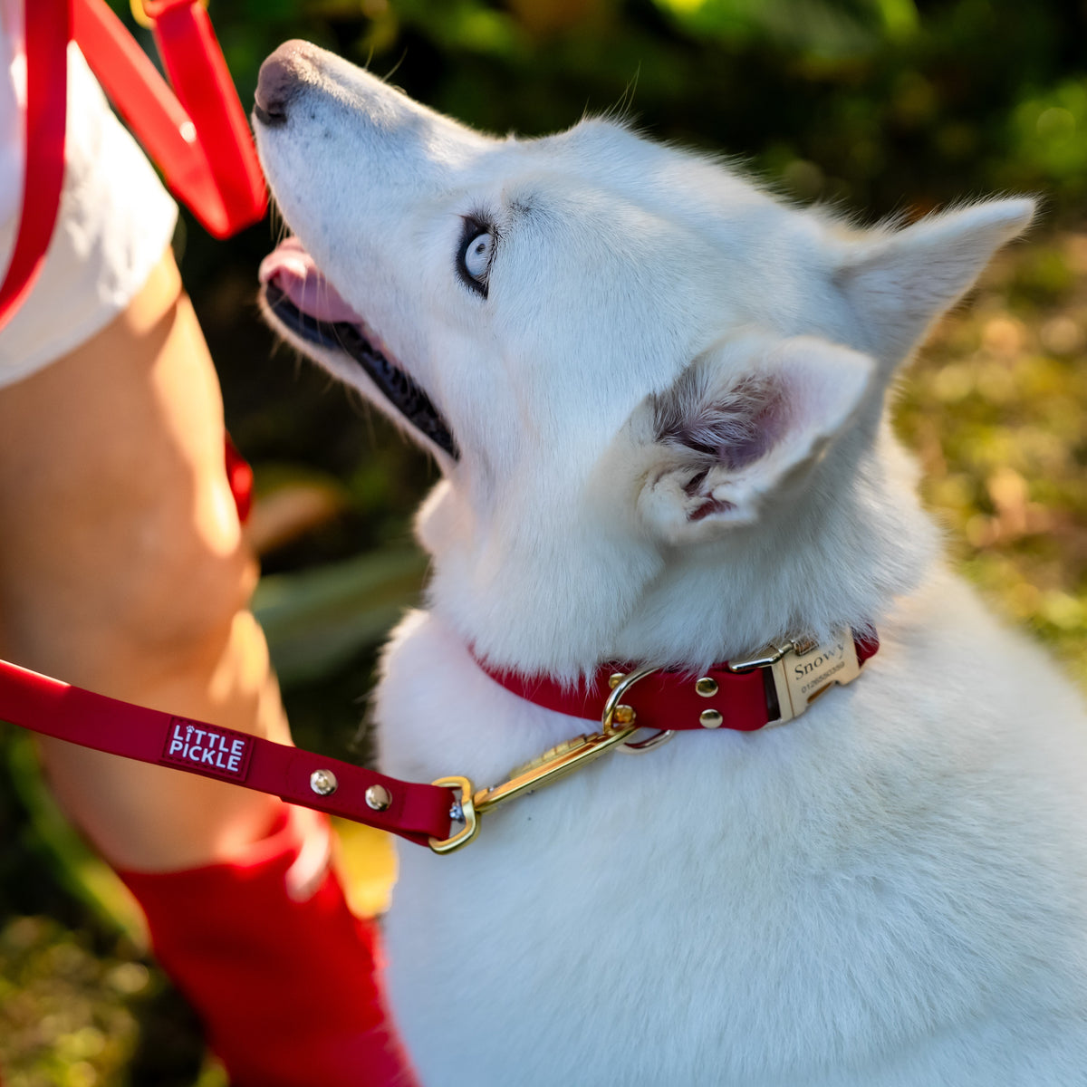 A close-up outdoor shot of a white dog wearing a red collar and red leash, held by a person in a white shirt and red boots, with a blurred green garden background.