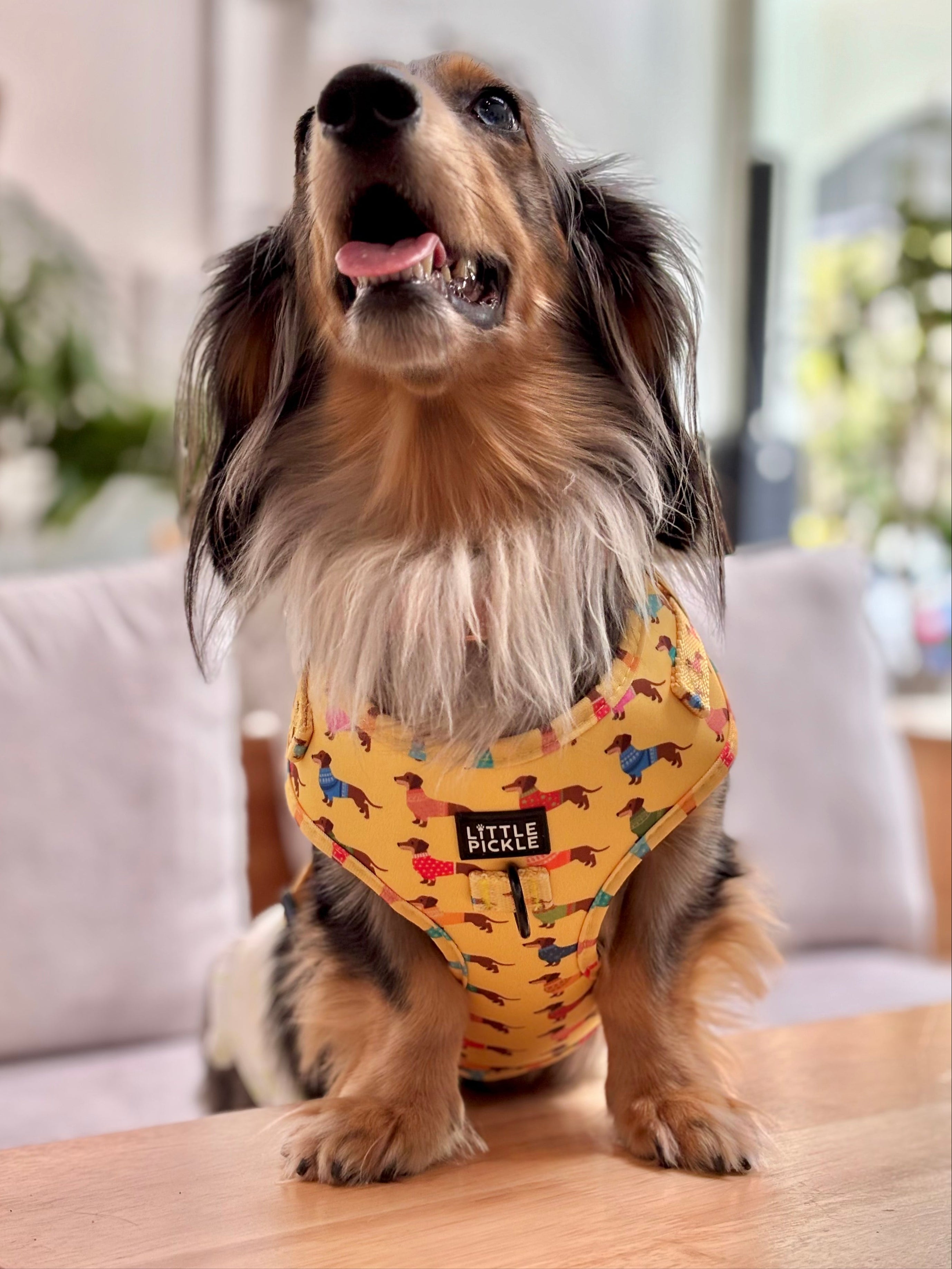 Dog wearing a yellow patterned harness sitting on a wooden table indoors.