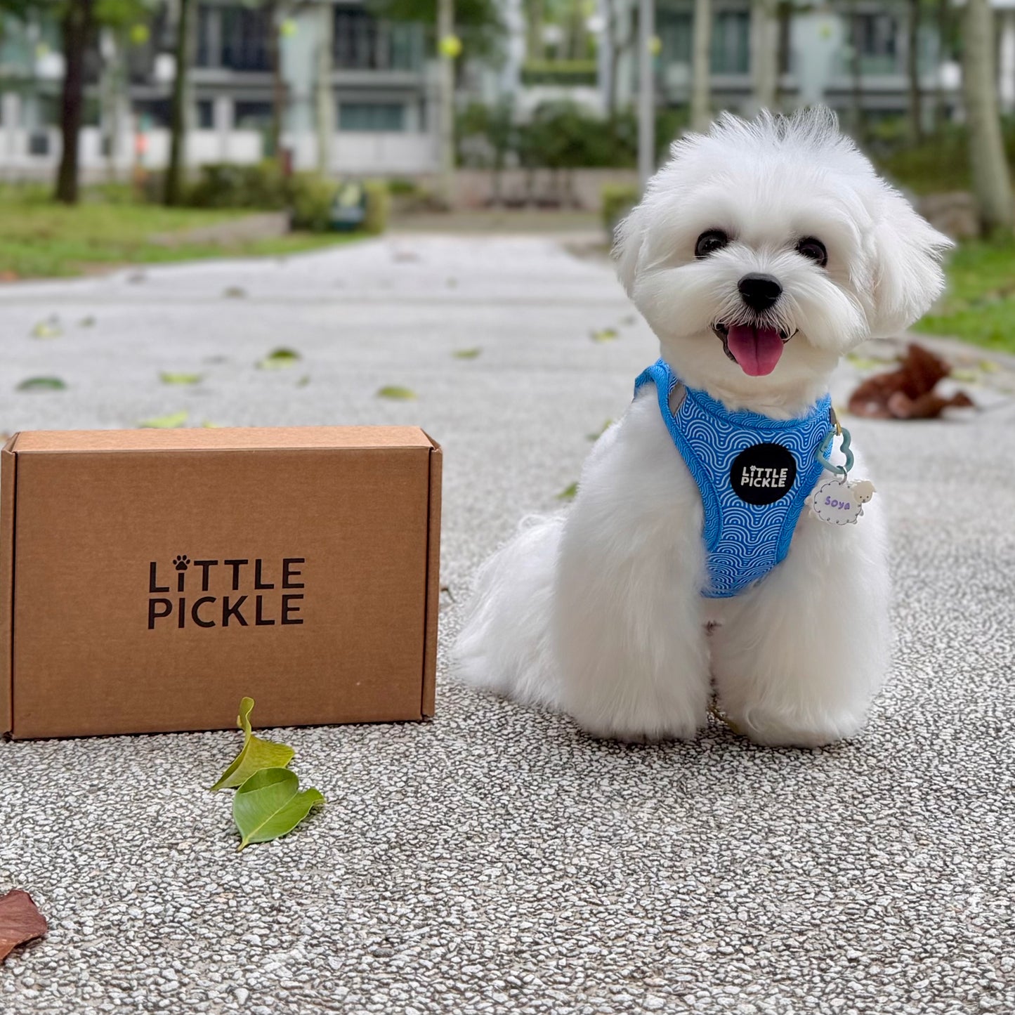 Pixie Step-In Harness in Nami Blue