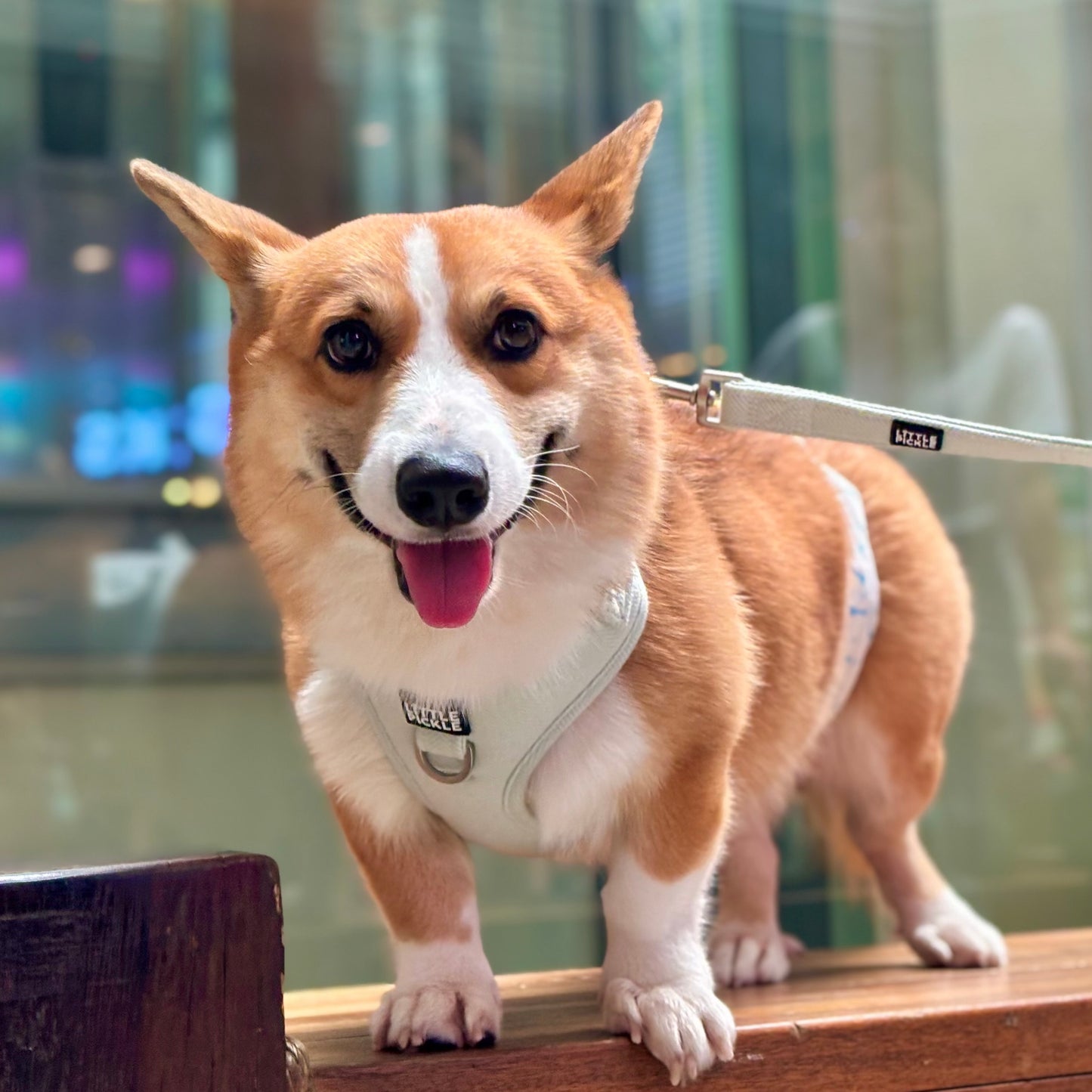 Pemble Adjustable Harness in Mint Green Herringbone