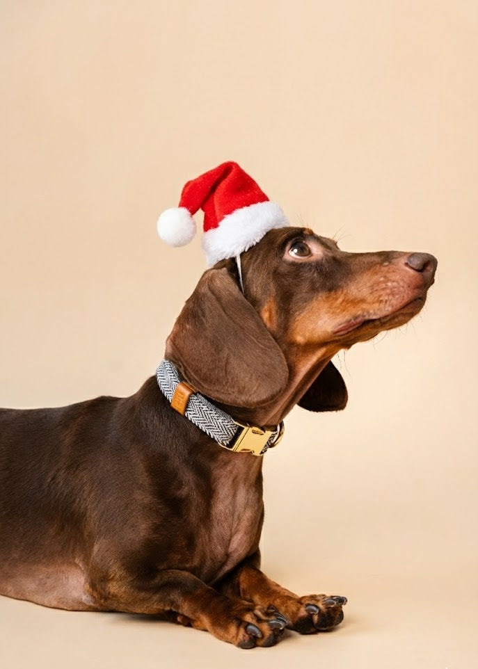 Dachshund wearing a Santa hat on a beige background