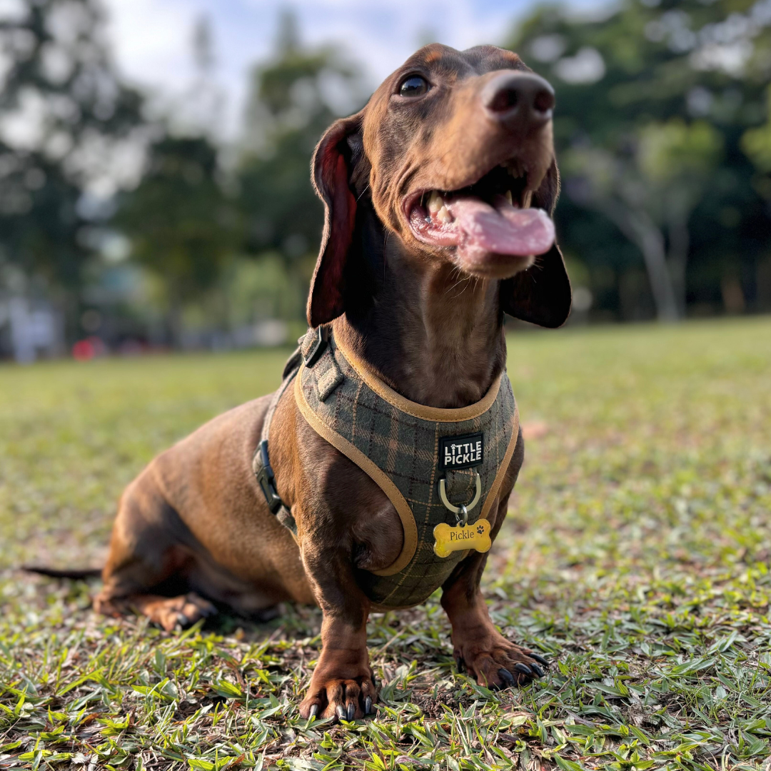 Pemble Adjustable Harness in Forest Green Plaid - Little Pickle