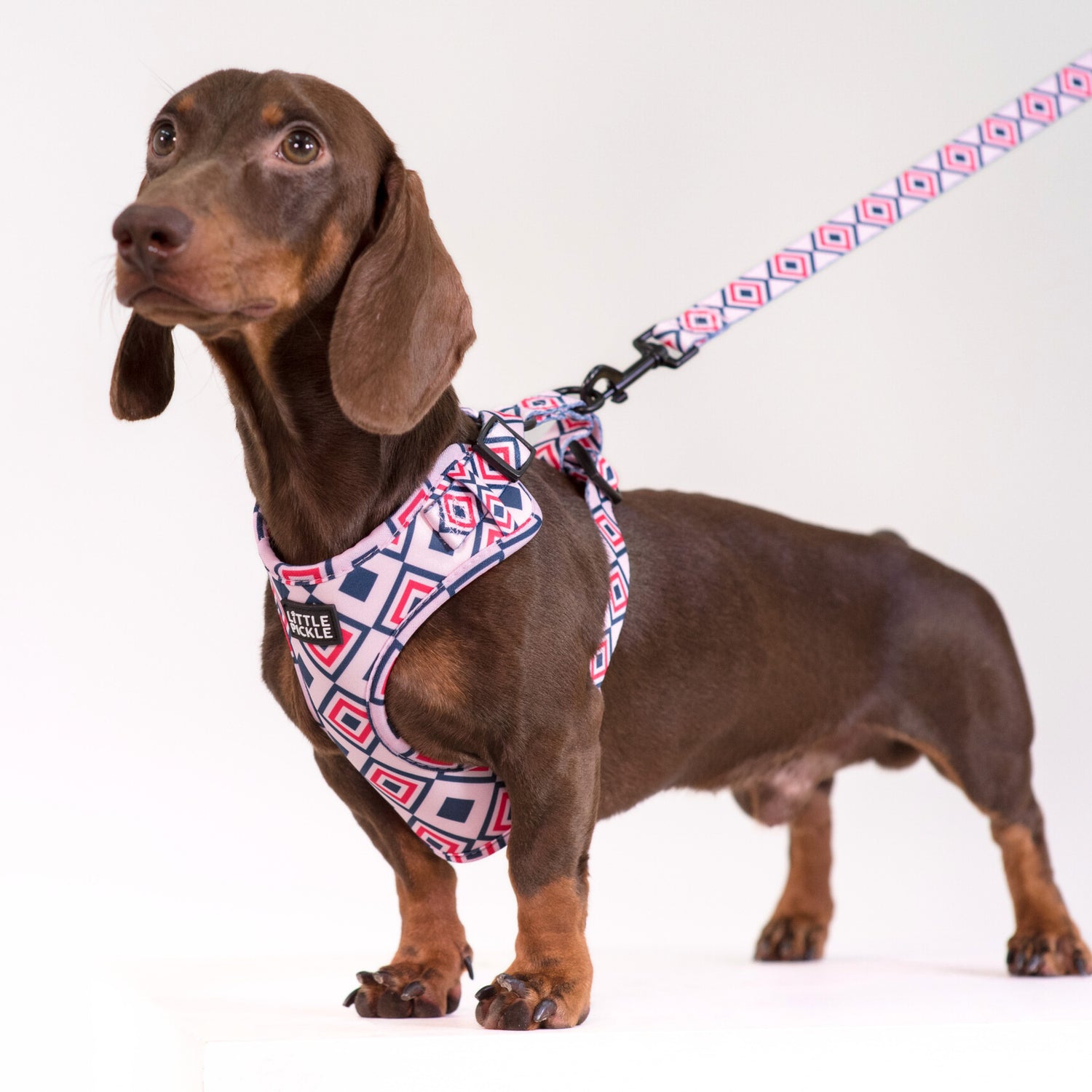 Dachshund wearing Little Pickle pink geometric patterned harness and matching leash, standing on white background