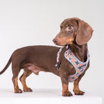 Neo Adjustable Harness in Puzzler Design - Little Pickle