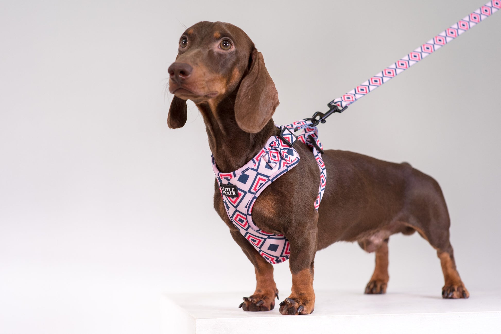 Classic Comfort Leash in Kaleidoscope Design - Little Pickle